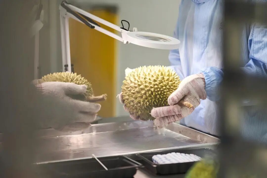 跨越山海,只为一口纯粹的“榴悠悠” 跨越山海,只为一口纯粹的“榴悠悠”