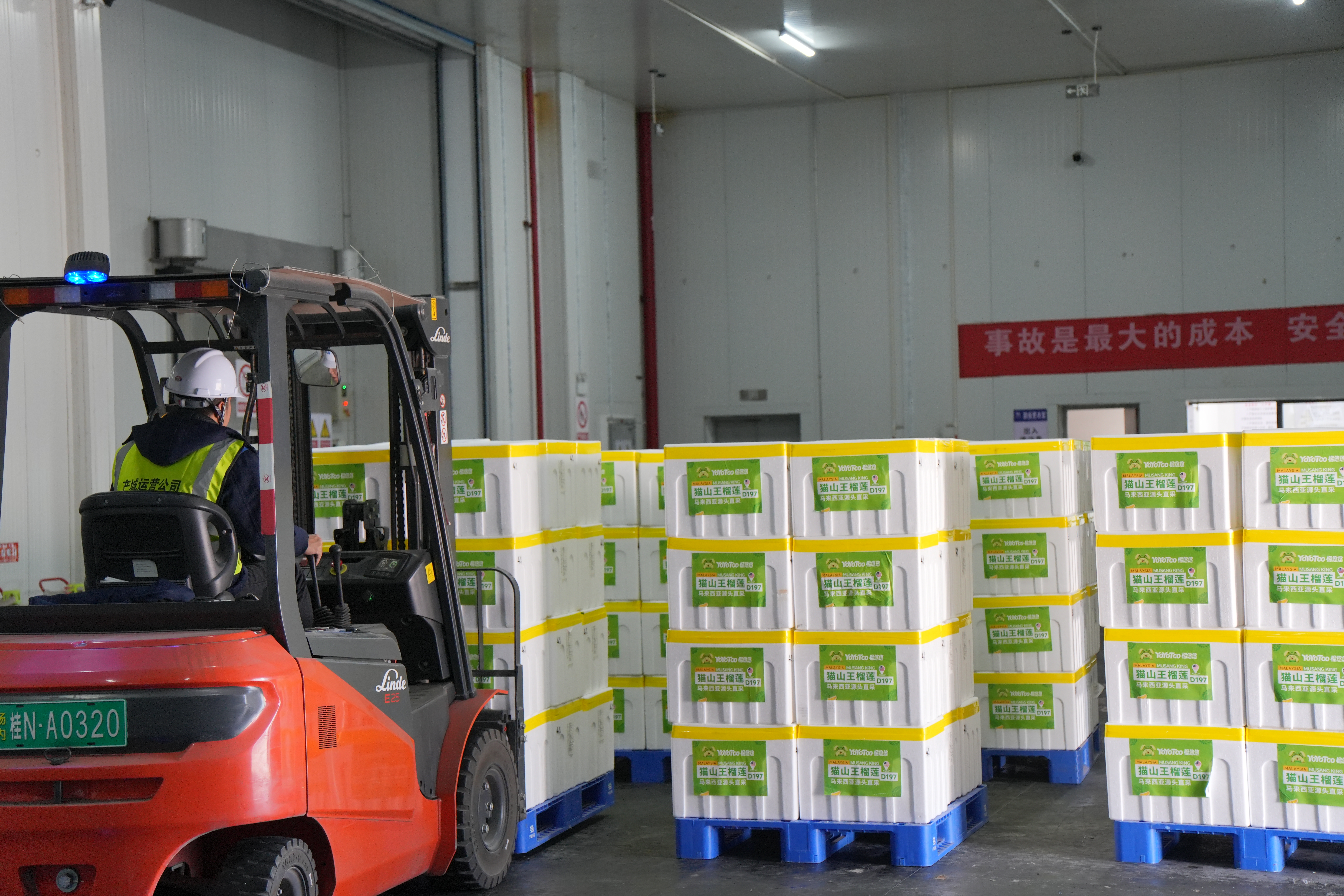 自贸开投集团新年首批直采猫山王榴莲到港，保障“榴悠悠”春节市场供应