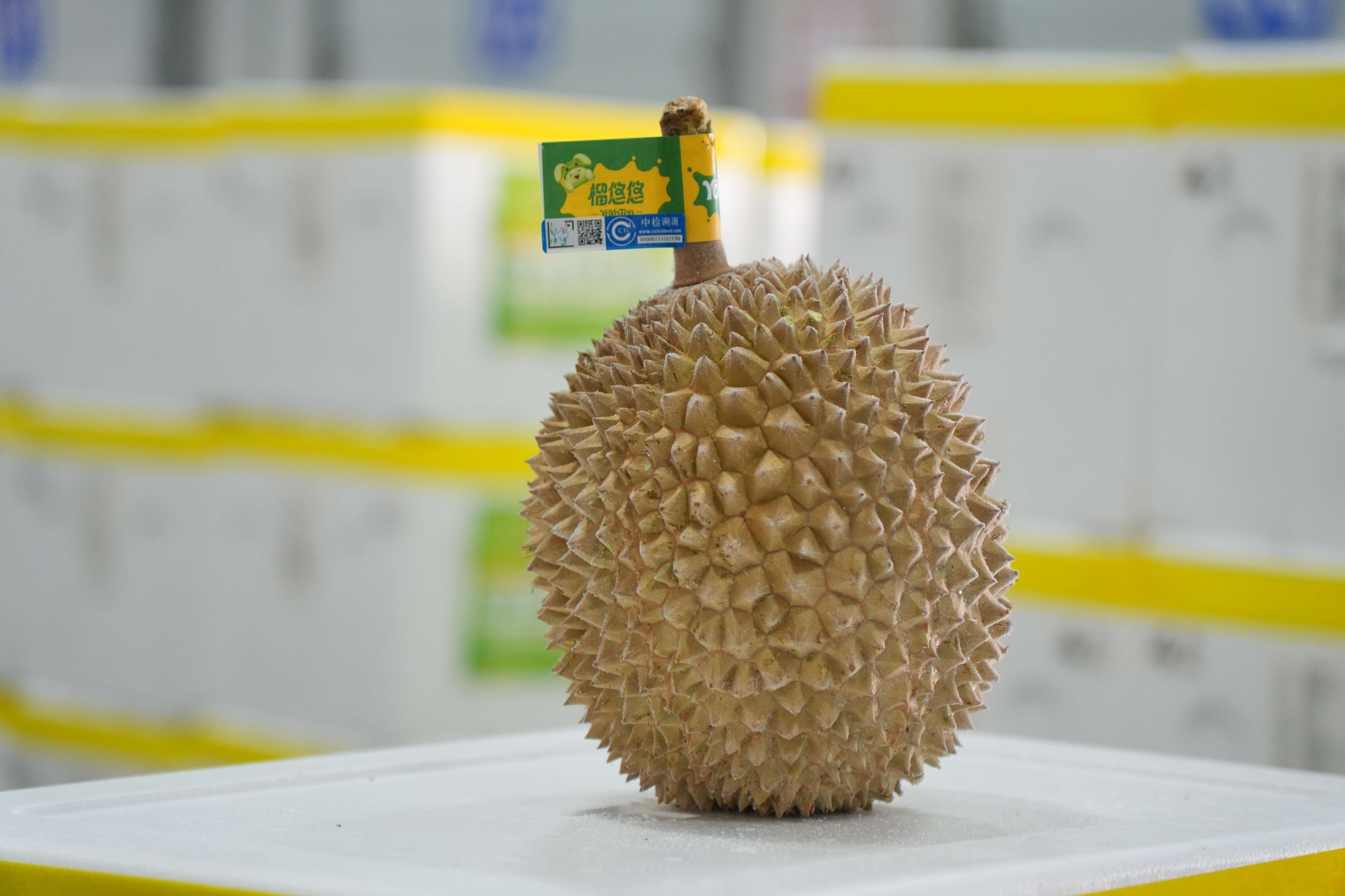 自贸开投集团新年首批直采猫山王榴莲到港，保障“榴悠悠”春节市场供应