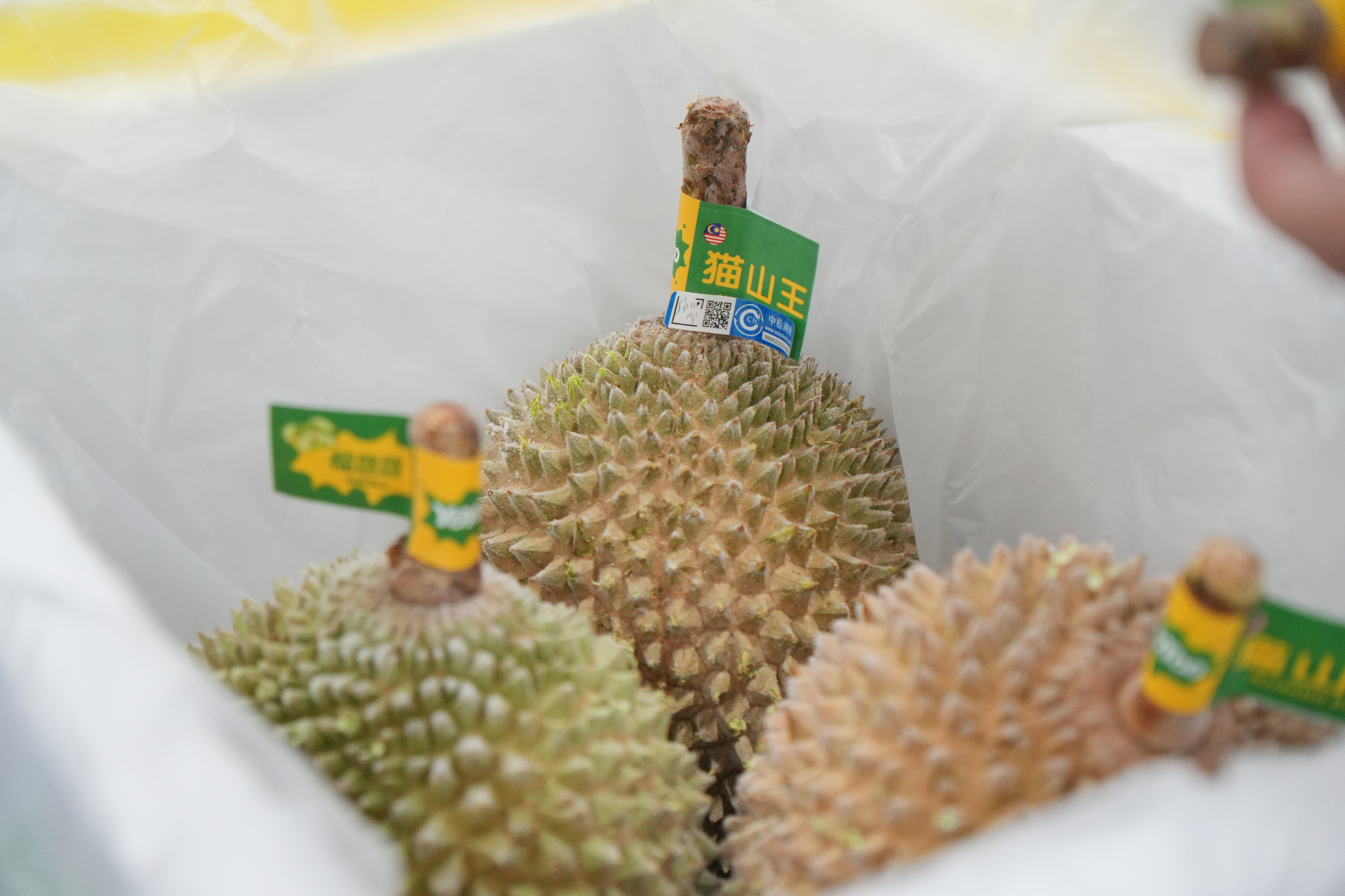 自贸开投集团新年首批直采猫山王榴莲到港，保障“榴悠悠”春节市场供应