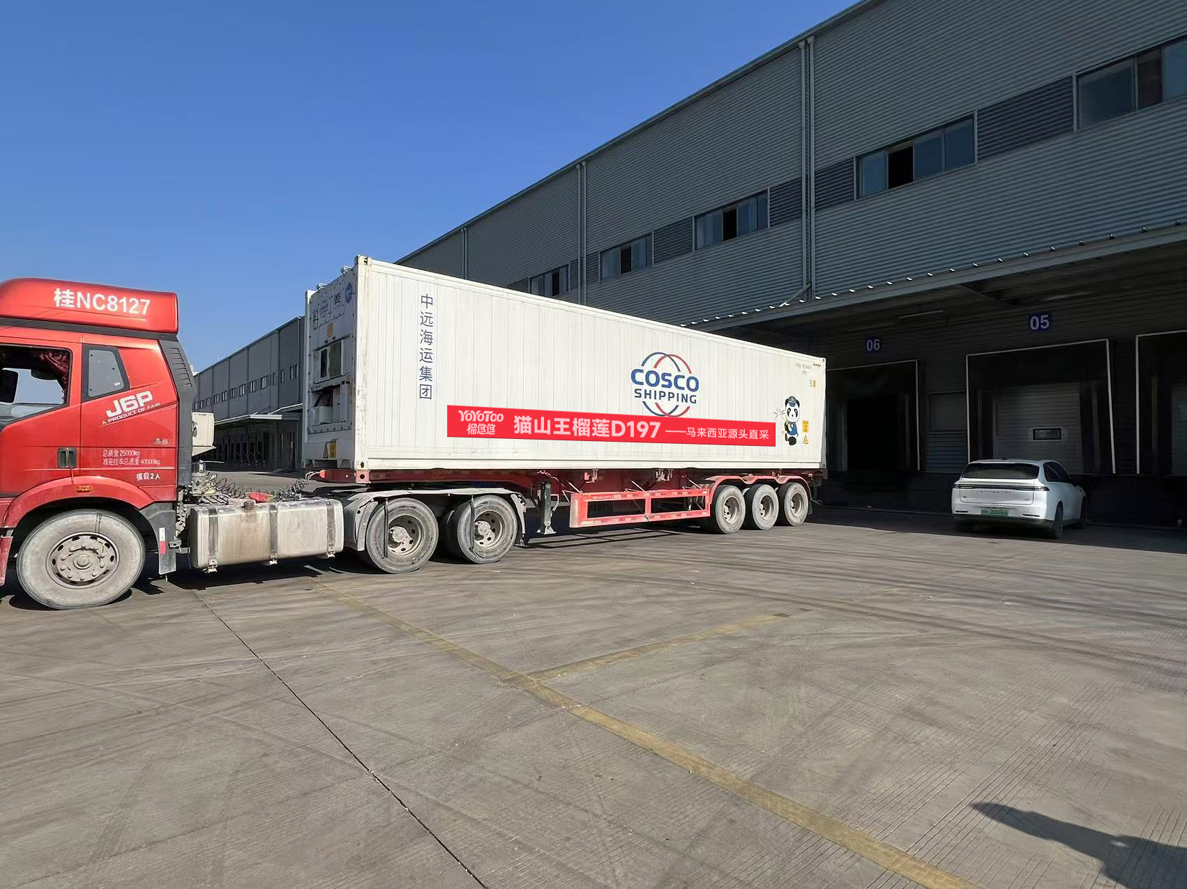 自贸开投集团新年首批直采猫山王榴莲到港，保障“榴悠悠”春节市场供应