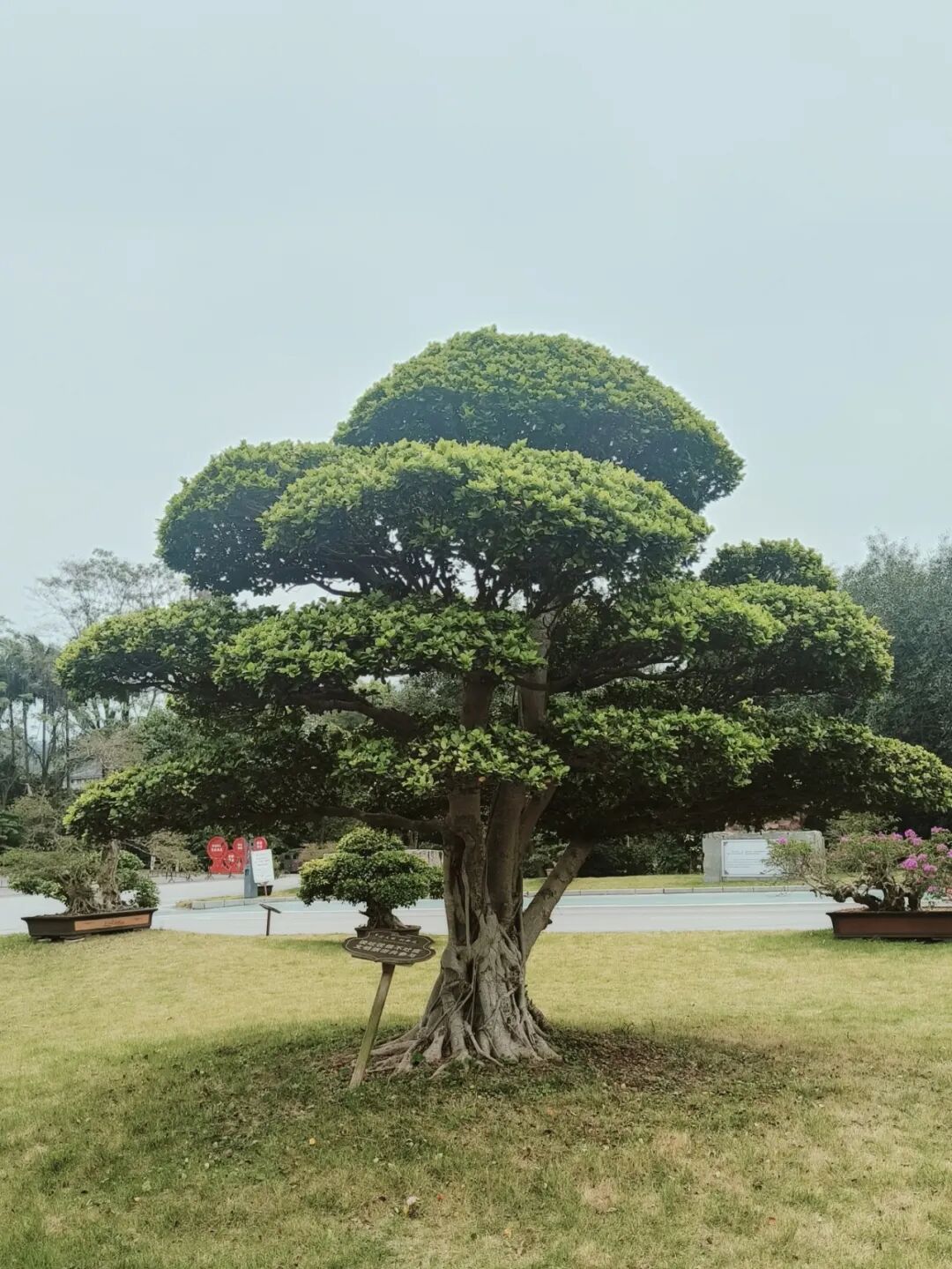 東昇云景｜双园甄选草木，国企匠造宋式美学园林