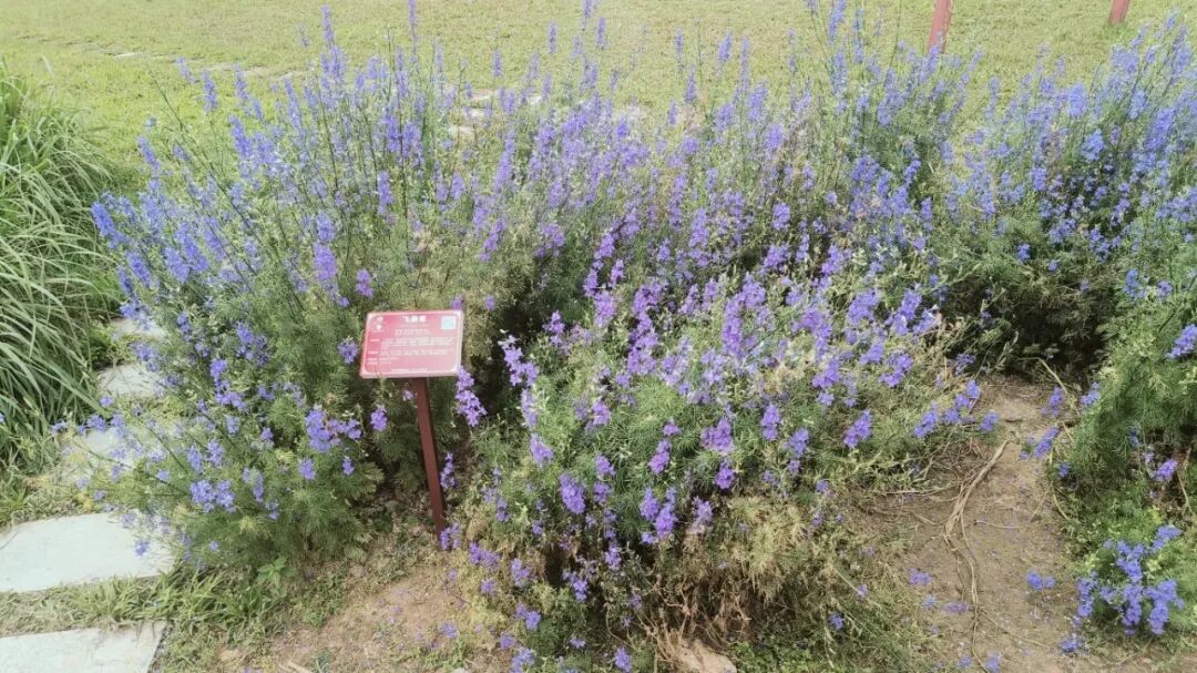 東昇云景｜双园甄选草木，国企匠造宋式美学园林